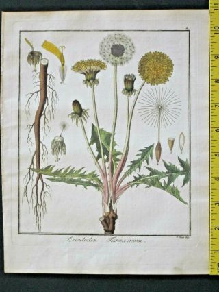 Hayne,  Getreue Darstellung,  Dandelion,  Leontodon Taraxacum,  Handcol.  Engrav.  1809