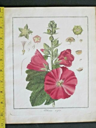 Hayne,  Getreue Darstellung,  Hollyhock,  Althaea Rosea,  Handcol.  Engrav.  1809