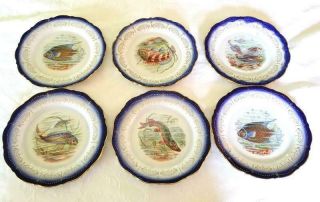 Set 6 Antique Flow Blue Fish Cabinet Plates Gold Trim 8 1/4 Inch No Maker 