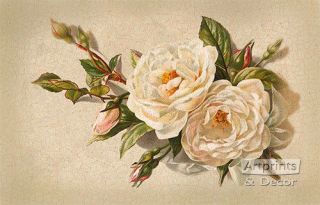 White Roses By Catherine Klein (: Art Print Of Vintage Art :)