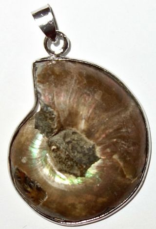 Early Antique/vintage 1 - 3/4 " Pendant W/large Fossil In Sterling Silver Frame L5