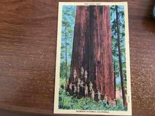 Antique Postcard - " Boy Scout Tree " - Redwood Highway,  California