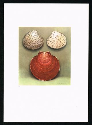 Venus Ornata Sea Shells Snails,  Marine Gastropods Mollusks - 1936 Antique Print