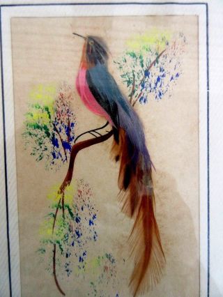 Vintage BIRD PRINT PAIR,  REAL FEATHERS Metal Frame 5 - 3/4 
