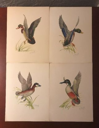 Vintage Set Woods Wild Duck Prints E Serton 6 X 8 Hunter Nature Outdoors Hunt