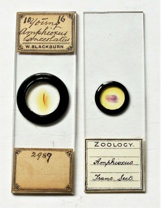 Pair Early Microscope Slides Of Amphioxus,  Whole Young And A T/section