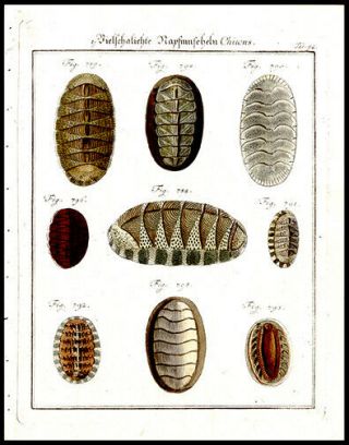 1785 Friedrich Martini Copper Plate Engraving Sea Shell Print Oceanography