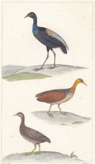 1833 Antique Bird Engravings - Agami Heron & Tinamous - Rene Lesson