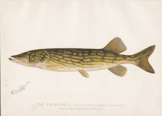 Antique Fish Print: The Eastern Or Banded Pickerel By Denton 1896