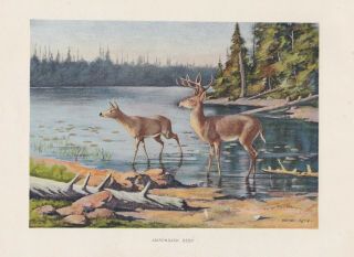 Antique Adirondack Wildlife Print: White - Tail Deer By Oliver Kemp 1902