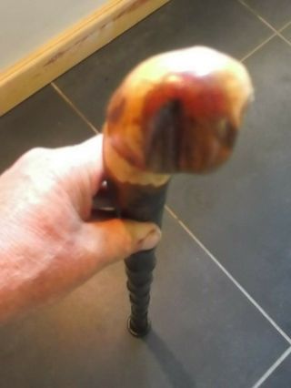 Blackthorn Walking Stick Large Straight Shillelagh Root Knob A Fine Example