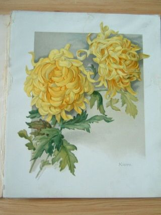 Antique Book (1890) The Golden Flower: Chrysanthemum,  Published By L.  Prang&co.