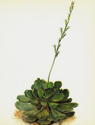 Antique Cactus Print Vintage Botanical Print Crinkle Leaf Plant Succulent 3095