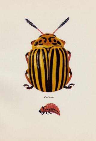 Antique Beetle Art Print Potato Beetle Insect Gallery Wall Art Office Decor 3128