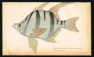 1835 Enoplosus Armatus " Old Wife " Fish Antique Hand - Colored Engraving Print