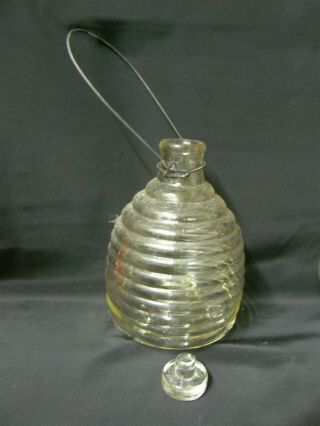Vtg Antique Large Thick Glass Fly,  Wasp,  Bee,  Insect,  Soapy Water Bug Trap