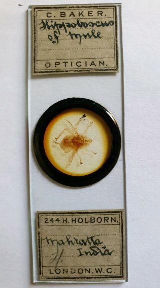 Fine Antique Microscope Slide " Hippobuscus Of Mule " By C.  Baker