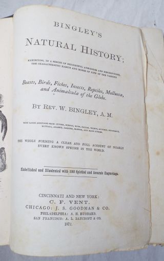 Antique 1871 BINGLEY ' S NATURAL HISTORY Book Rev.  W.  Bingley ZOOLOGY Animals 2