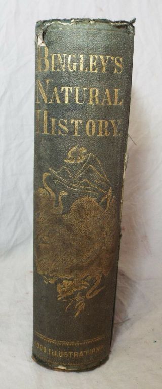 Antique 1871 BINGLEY ' S NATURAL HISTORY Book Rev.  W.  Bingley ZOOLOGY Animals 3