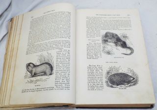 Antique 1871 BINGLEY ' S NATURAL HISTORY Book Rev.  W.  Bingley ZOOLOGY Animals 6