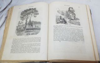 Antique 1871 BINGLEY ' S NATURAL HISTORY Book Rev.  W.  Bingley ZOOLOGY Animals 7