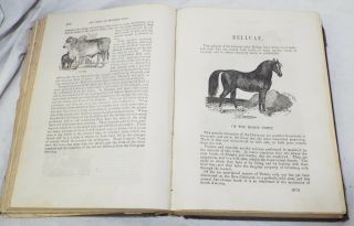 Antique 1871 BINGLEY ' S NATURAL HISTORY Book Rev.  W.  Bingley ZOOLOGY Animals 8