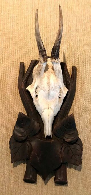 Antique Roe Dear Black Forest Carved Antler Plaque Early 1900 