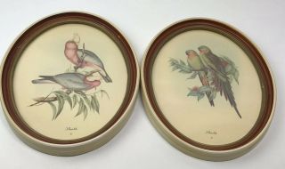 2 Vintage John Gould Lithograph Bird Prints 13 X 10 Inch Oval Framed Parakeets
