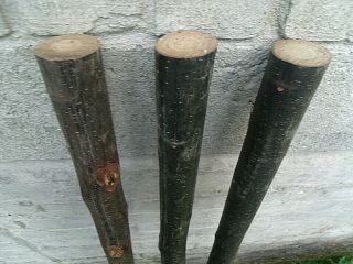 3 Chestnut Shanks Stickmaking Walking Stick Shafts Blanks Bark Seasoned Blank