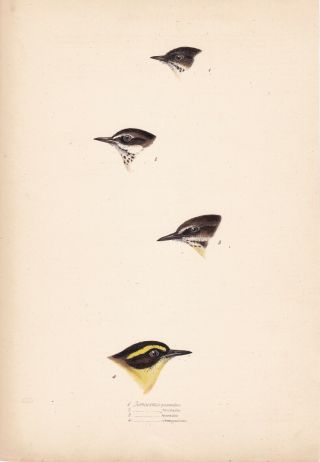 1838 Antique Lithograph - Four Scrubwren - Birds Of Australia - Elizabeth Gould