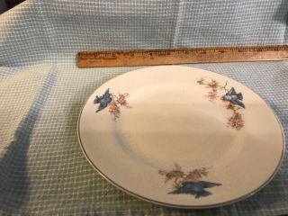 Antique Vintage Bluebird China Bread Plate.  Homer Laughlin Blue Bird Dinnerware
