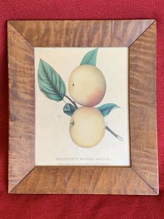 Antique Curly Tiger Maple Framed Print Lithograph Maidens Blush Dewey’s Ornamena