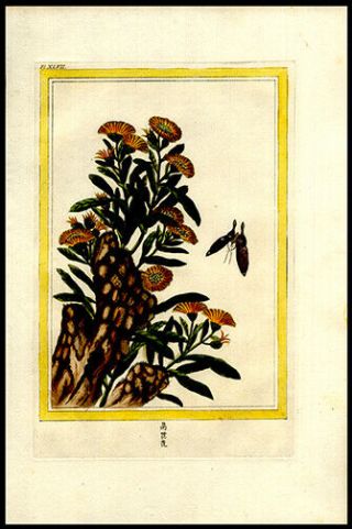 Lovely Florals & Butterfly 1776 Buchoz Hand - Colored Engraving Medicinal Botany