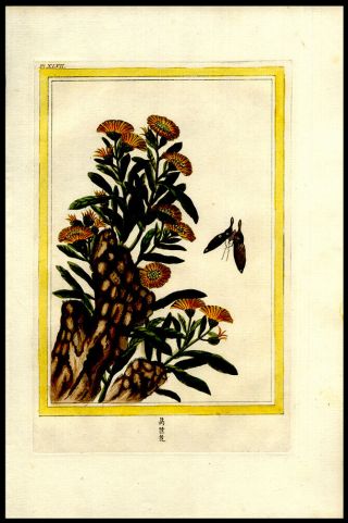 Lovely Florals & Butterfly 1776 Buchoz Hand - Colored Engraving Medicinal Botany 2