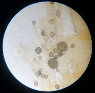 Fine Antique Microscope Slide " Diatoms In Situ On Coral.  " By H.  W.  H.  Darlaston