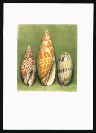 1936 Papal Mitre Exotic Sea Shell Mollusks Antique Lithograph Print