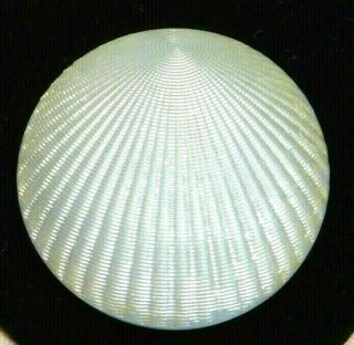 Antique Vtg Button Realistic Clam Shell On Painted Clambroth Glass 1&1/16 M6