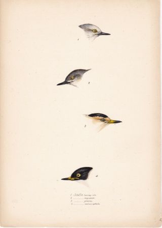 1838 Antique Lithograph - Four Sittellas - Birds Of Australia - Elizabeth Gould