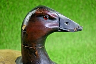 Antique Primitive Canvasback Duck Decoy With Mounted Lead Weight 6