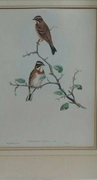 Rare Vintage Unfamed Bird Art Print Pair On Branch 16 X 20,  Walter Imp