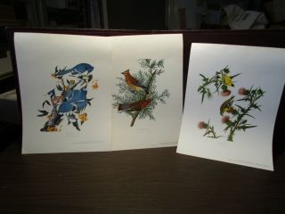 Set Of 3 Bird Prints By: Audubon - Full Color Prints - 12 " X 9 "