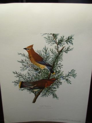 Set of 3 Bird Prints By: AUDUBON - Full Color Prints - 12 