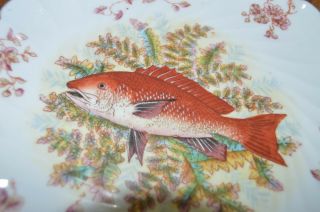 Antique Marx & Gutherz Fish Plate Hand Painted 1876 - 1889 Carlsbad Austria 3