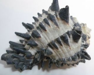 Antique Conch Seashell 4 " Gray Horned Spike 100 Years Old No Holes
