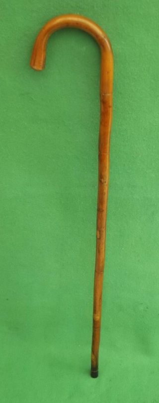 Carved Bentwood Walking Stick With Black Steel Ferrule 31 Inch