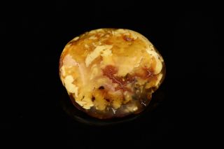 VINTAGE ANTIQUE Egg Yolk Butterscotch BALTIC AMBER Brooch 8.  4g b50625 - 10 3