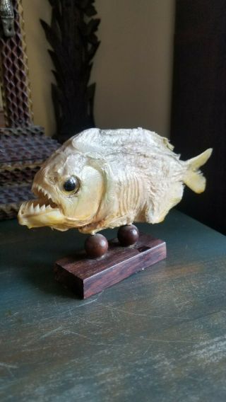 Antique Taxidermy Piranha Wood Stand Oddity Odd Curiosity Real Fish