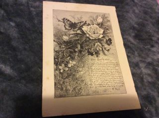 Antique Book Print - The Butterfly - 1885