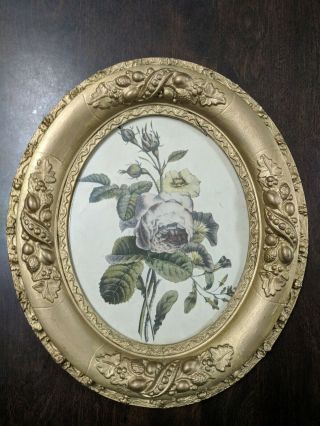 Antique Oval Gold Plaster & Wood Frame With Glass & Mounted Picture Of Roses