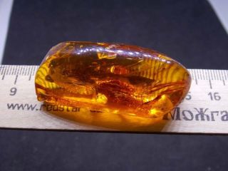 Antique natural Baltic amber stone toffee amber 93g 老琥珀 波羅的海琥珀 5
